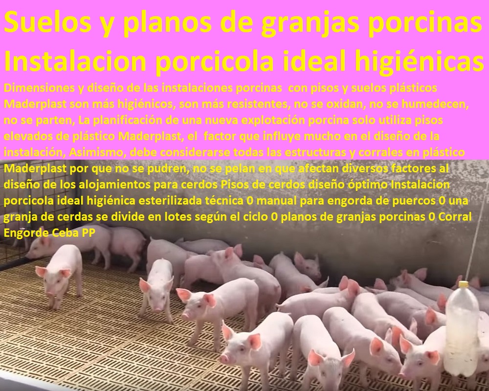 Pisos de cerdos diseño óptimo Instalacion porcicola ideal higiénica esterilizada técnica 0 manual para engorda de puercos 0 una granja de cerdas se divide en lotes según el ciclo 0 planos de granjas porcinas 0 Corral Engorde Ceba PP Pisos de cerdos diseño óptimo Instalacion porcicola ideal higiénica esterilizada técnica 0 manual para engorda de puercos 0 una granja de cerdas se divide en lotes según el ciclo 0 planos de granjas porcinas 0 Corral Engorde Ceba PP